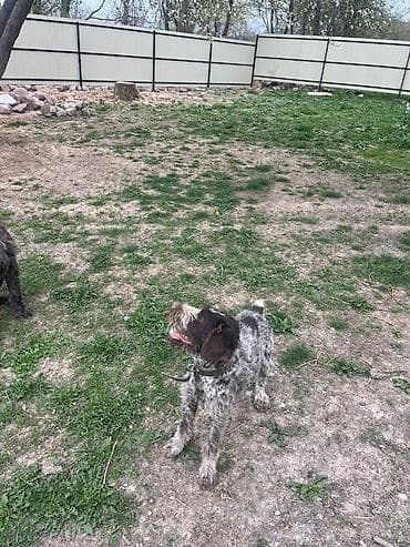 кон: Щенок жесткошерстной легавой (грифон/дратхаар‑типа) с характерной — 3