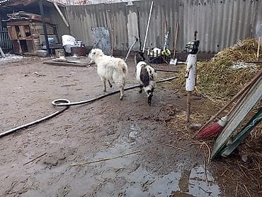 козу: Продаю | Коза (самка), Козлёнок | Зааненская | На забой, Для разведения, Для молока — 3