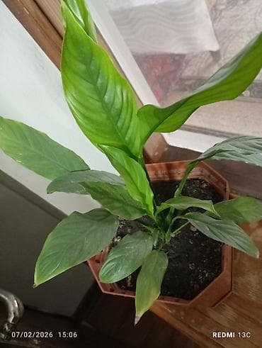 купить оптом комнатные цветы: Цветы домашние 1-Антуриум мужское счастье 4х летный в пяти литровом — 8