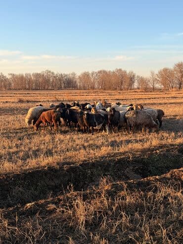 хомяк с клеткой: Продаю | Овца (самка) | Гиссарская, Полукровка, Меринос | Для разведения | Котные — 4