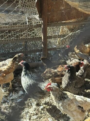 показы 1 354 72 договорная кошка даром британская короткошёрстная 1 год мальчик метис 2 позвонить написать: Сатам | Тооктор | Көбөйтүү үчүн — 5