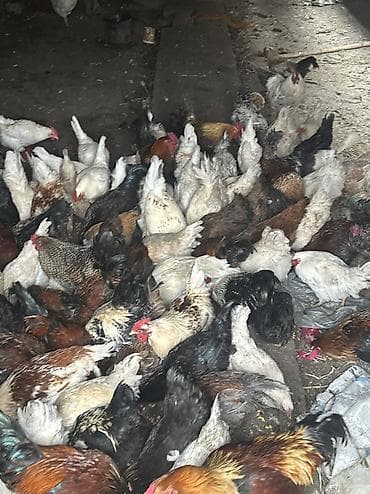 А/ч жаныбарлары үчүн тоюттар: Домашние куры и петухи — 8