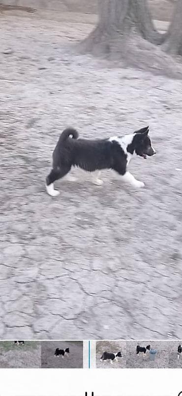 ит питбуль: Щенок сибирско-европейского типа (похож на лайку/северную пастушью — 1