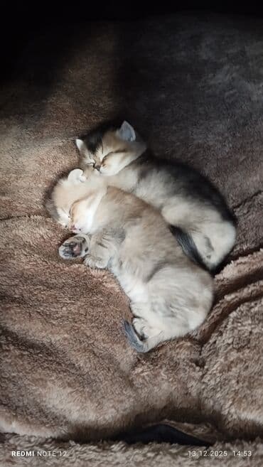 где купить кошку в бишкеке: Скотиш Страйт (Шотландская прямоухая), 1 месяц, Девочка, Приучена к лотку — 5