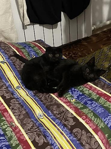 Продажа кошек: Два очаровательных чёрных котёнка - Окрас: полностью чёрный, гладкая — 1