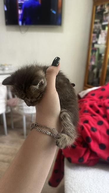 кошки милые: ОТДАДИМ БЕСПЛАТНО Котята домашние, ручные, от ласковой кошки. Разные — 4