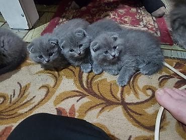 Шотландские котята, окрас голубой (серый) - Порода: шотландские lalafo.kg да Шотландские котята, окрас голубой (серый) - Порода: шотландские