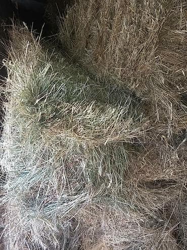 срочно в связи с переездом: Продаю клевер в тюках 1й и 2й укос а так же саманный тюк и пшеницу 3й — 5