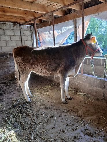 меренос козу: Продаю | Тёлка | Швицкая | Для молока | Привязанные — 3