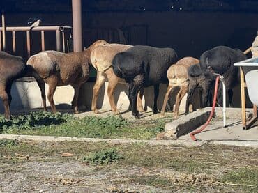 сколько стоит французский бульдог: Продаю | Овца (самка) | Арашан | Для разведения | Племенные, Котные, Матка — 7