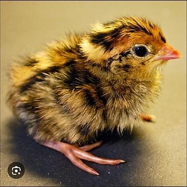 карликовой кури: Продаю перепилят суточные! адрес Бишкек РухийМурас — 3