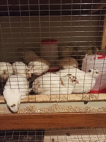 Продаю перепелят порода тихас утежаленый яично мясная цена по