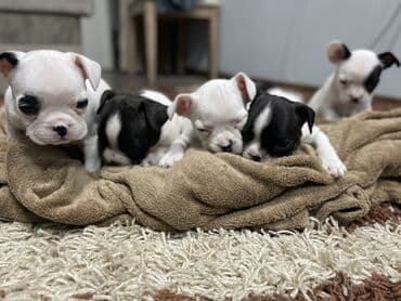 сколько стоит бульдог: Добрый день! Дамы и господа! Вашему вниманию предлагаются элитные — 9