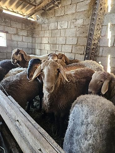 коровы кант: Продаю | Овца (самка) | Для разведения | Матка — 3