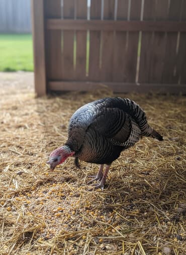 продаю в связи переездом: Продаю индюки 
Центр сокулук
1500с оптом берем баарын — 1