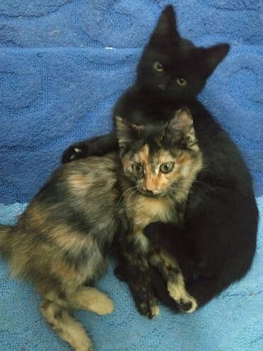 кот вислоухий: 3 месяца, Девочка, Приучена к лотку, Проглистована — 4