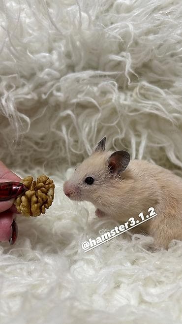 Декоративдик коендор: Продаются хомячки ручные. В нашем питомнике вы можете приобрести — 10