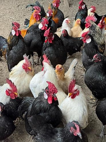 тр 40: Продаю | Куры, Петух | Для разведения — 6