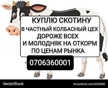 Колбасный цех : Коровы, быки, | На откорм
