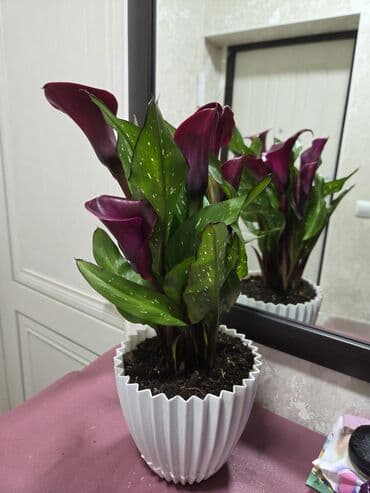 лист контейнера: Саговник (Cycas revoluta) в декоративном горшке. - Экзотическое — 3