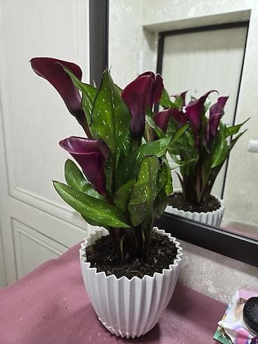 жу: Антуриум Андре — комнатное цветущее растение с глянцевыми — 9