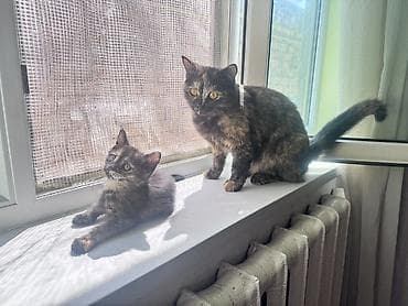 мал айдаган ит сатылат: Мышык бекер берилет: Породасыз, 2 айлык, Ургаачы, Лотокко барууга үйрөтүлгөн — 6