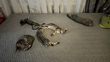 Животные: Бенгальские котята с ярким контрастным окрасом rosetted/spot — 3