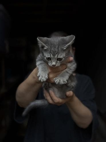Бездомные котята 5шт ищут дом и любящих хозяев - Возраст: 1,5 месяца — 8