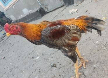 сколько стоит бульдог: Продаю | Куры | Бойцовая | Для разведения — 3