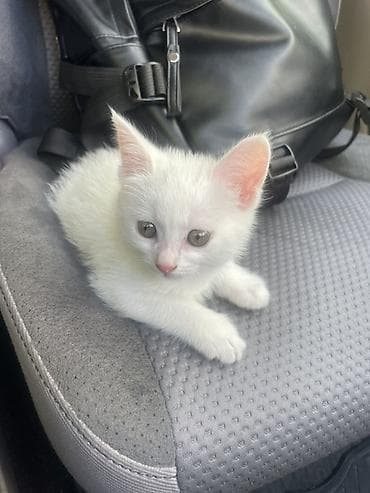 каракол кошка: Ангор, 1 айлык, Ургаачы, Ак, Лотокко барууга үйрөтүлгөн — 1