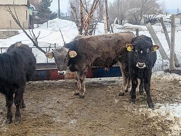 шведская корова: Продаю | Музоо, торпок | Полукровка | На откорм | Искусственник — 3