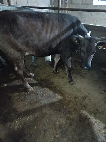сасновка уй: Продаю | Корова (самка) | Для молока — 4