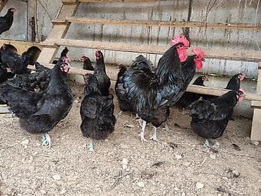 охотничий ит: Продаю | Куры | Для разведения — 2