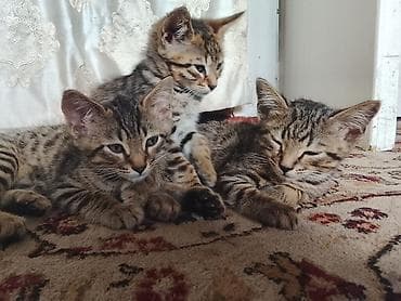 бенгальская кошка цена бишкек: Бенгальская, 2 месяца, Мальчик, Проглистована — 2