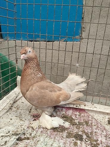 Продам: голубя породы турецкая такла Пол: самец активный выглядит at lalafo.kg Продам: голубя породы турецкая такла Пол: самец активный выглядит