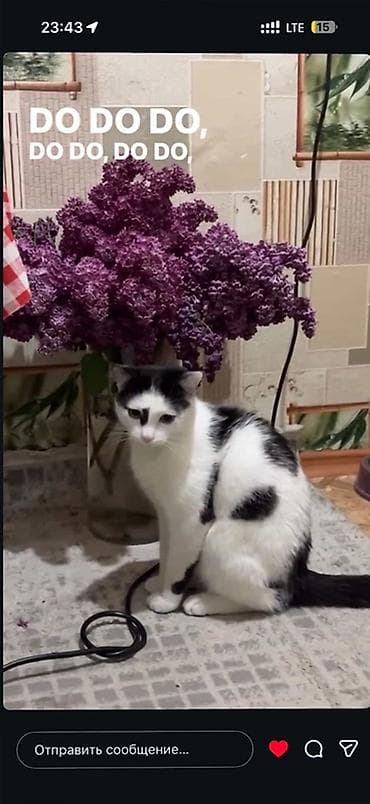 Животные: Отдадим Кота по имени Борис 8 месяцев, домашний с рождения, приручен — 1