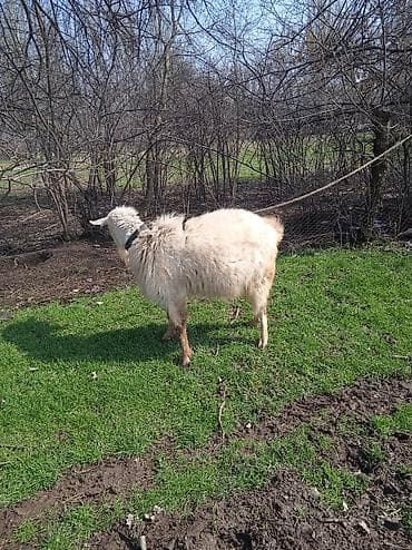 А/ч жаныбарларын сатам: Сатам | Теке (эркек) | Заанен | Көбөйтүү үчүн | Жасалма жол менен боозутуу — 1