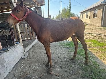 собака хмонг купить: Продаю | Жеребенок | Рабочий | Племенные — 2