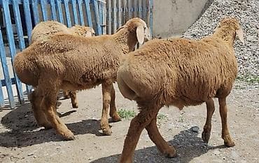 бычок лимузин: Продаю | Ягненок, Баран (самец) | Для разведения | Ярка — 1