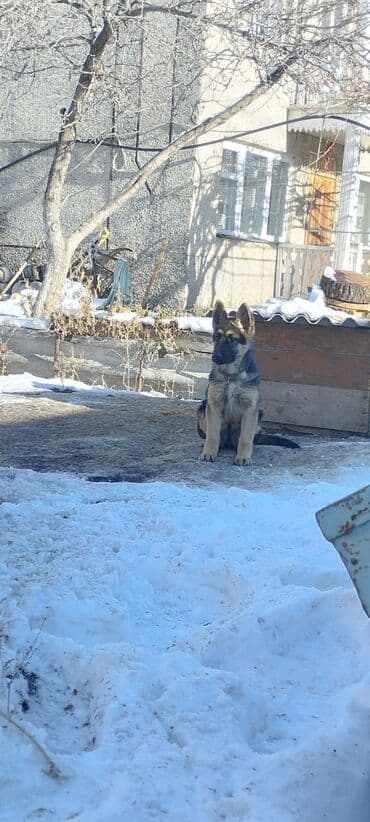 Продажа собак: Немецкая овчарка, 3 месяца, Самка, С прививкой — 1