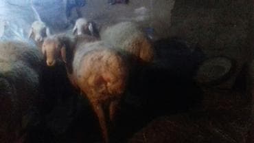 верблюд цена бишкек: Продаю | Баран (самец) | Полукровка | На забой, Для разведения, Для шерсти | Племенные, Осеменитель — 6