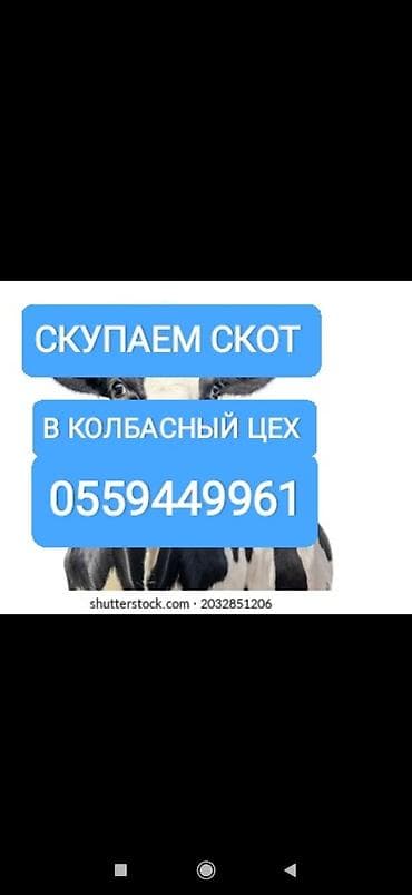 Колбасный цех : Коровы, быки, Лошади, кони, Другие с/х животные, | Круглосуточно, Любое состояние, Забитый