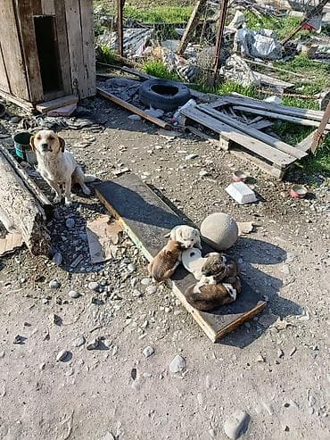 тигил: Ит бекер берилет: Жөнөкөй ит, 1 айлык, Эркек — 3