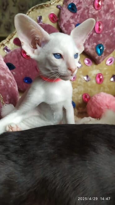 новорожденные котята: Ориентальная, 2 месяца, Мальчик, Рыжий, Приучена к лотку, Проглистована, С документами — 25