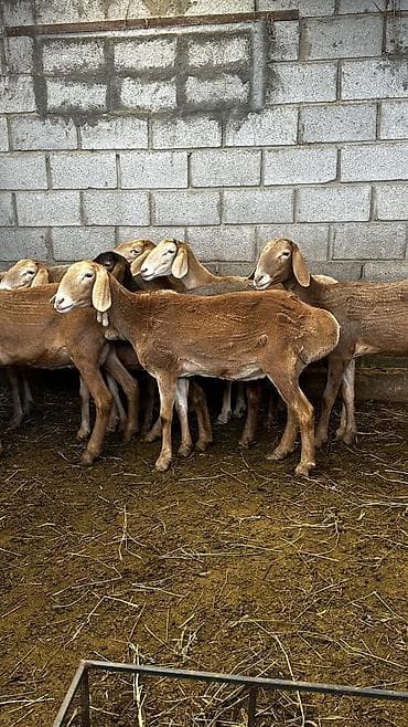кормушки для животных: Продаю | Овца (самка) | Арашан | Для разведения | Племенные, Матка, Ярка — 2