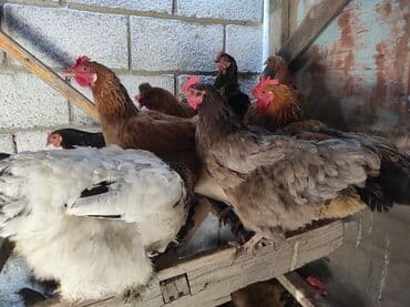 куры доминанты: Продаю | Петух, Куры | Домашняя | На забой, Несушки, Для разведения — 9
