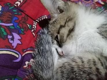 купить кошку манчкин: Кошка даром: Лесная, 1 месяц, Девочка — 2