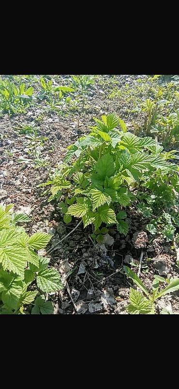 красная рыба: Рассада малина Сорт Полана долго урожайность до холодов Цена — 2