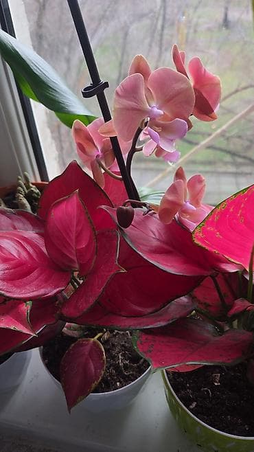 Комнатные растения: Вриезия/гусмания в горшках - Яркая бромелия с красно‑желтым — 1