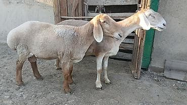 кукуруза качан: Продаю | Овца (самка) | Арашан | Для разведения | Племенные — 4